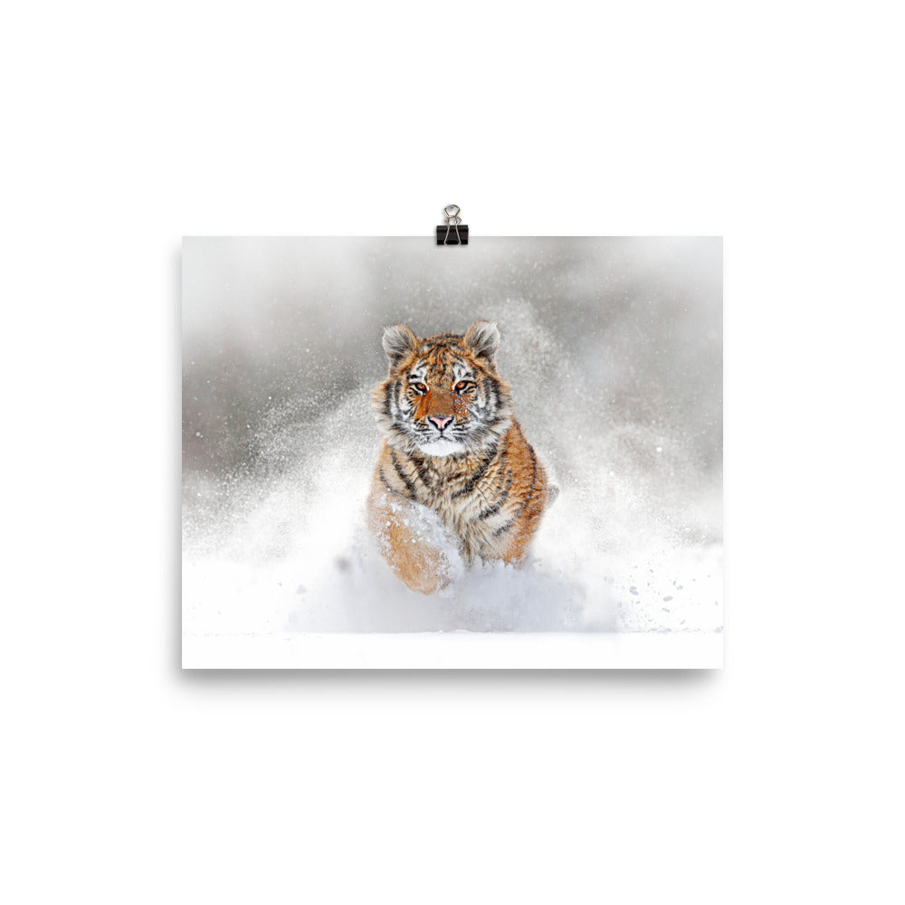 Beautiful Gicleé Poster - Tiger in the Snow