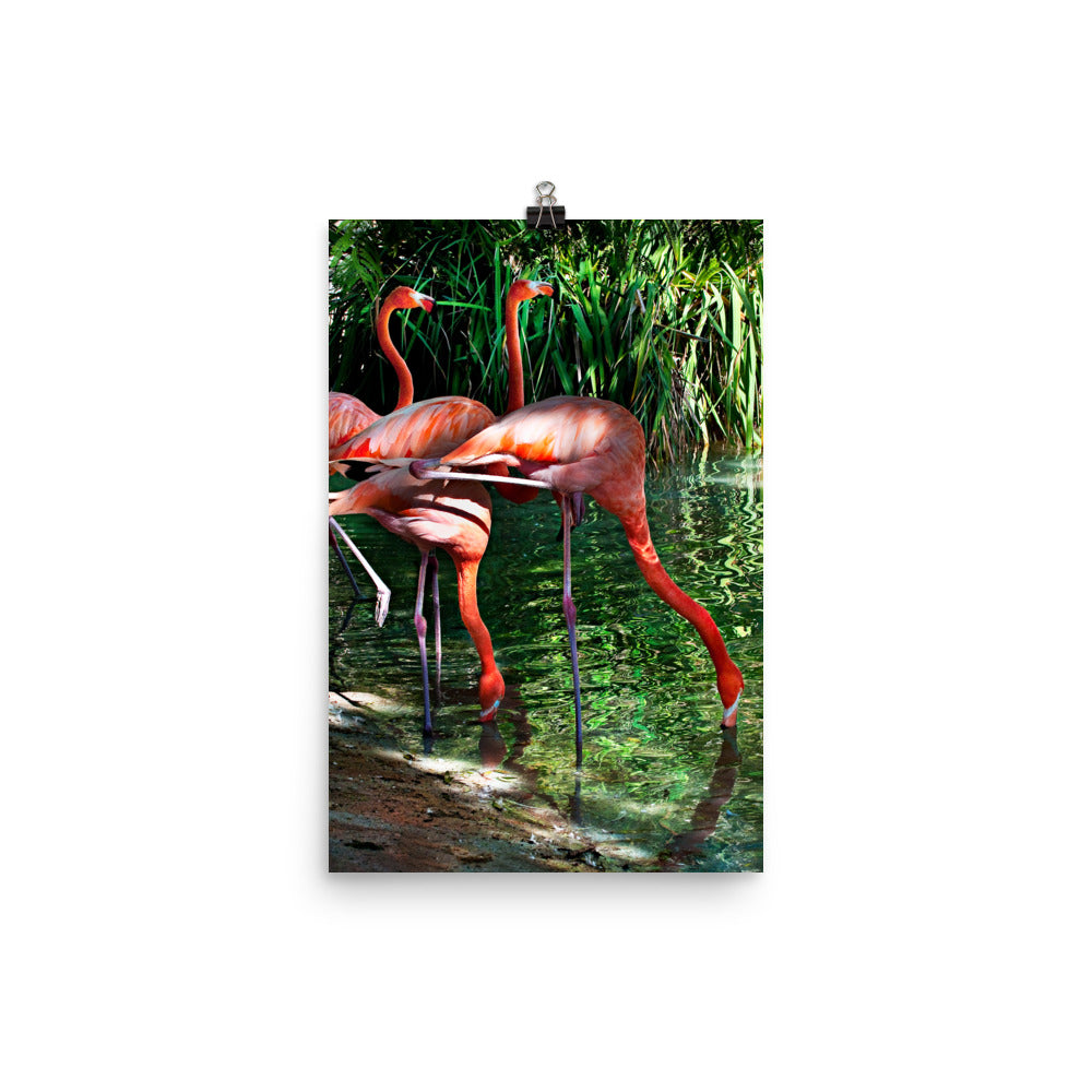 Beautiful Gicleé Poster - Pink Flamingos