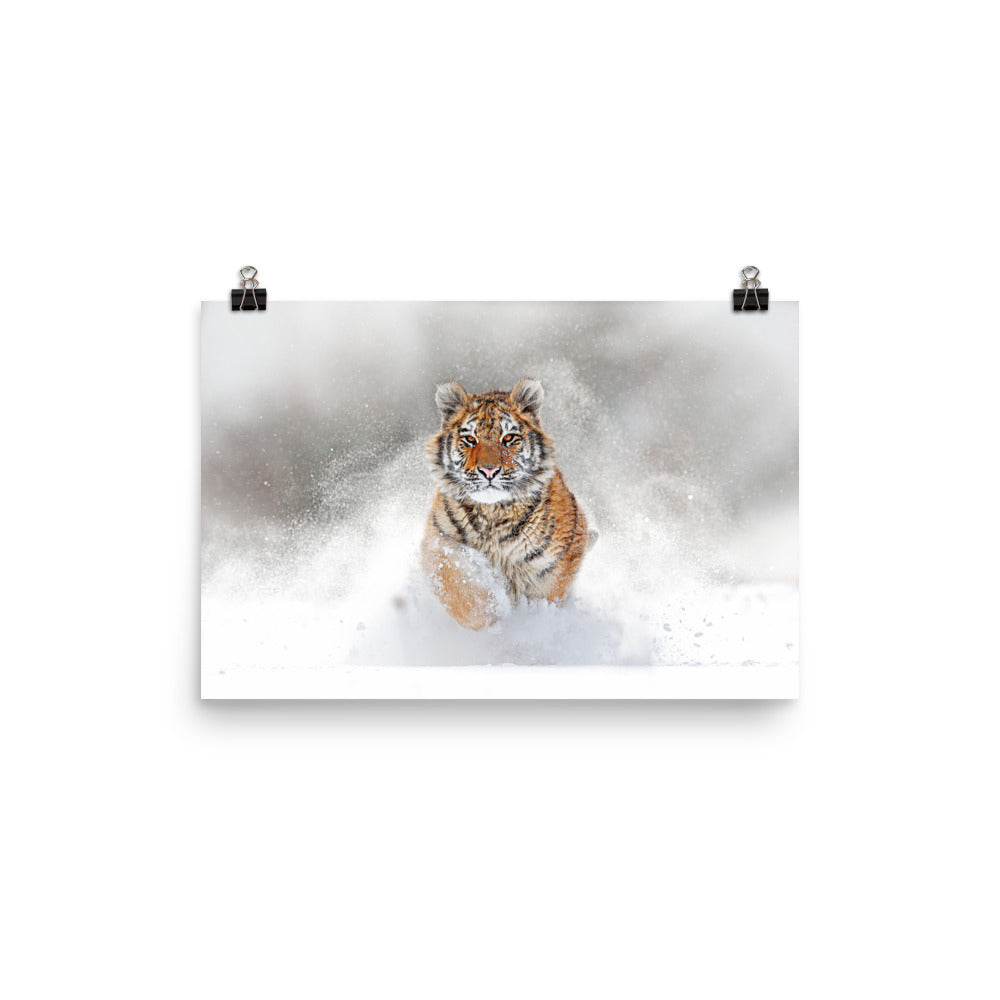 Beautiful Gicleé Poster - Tiger in the Snow