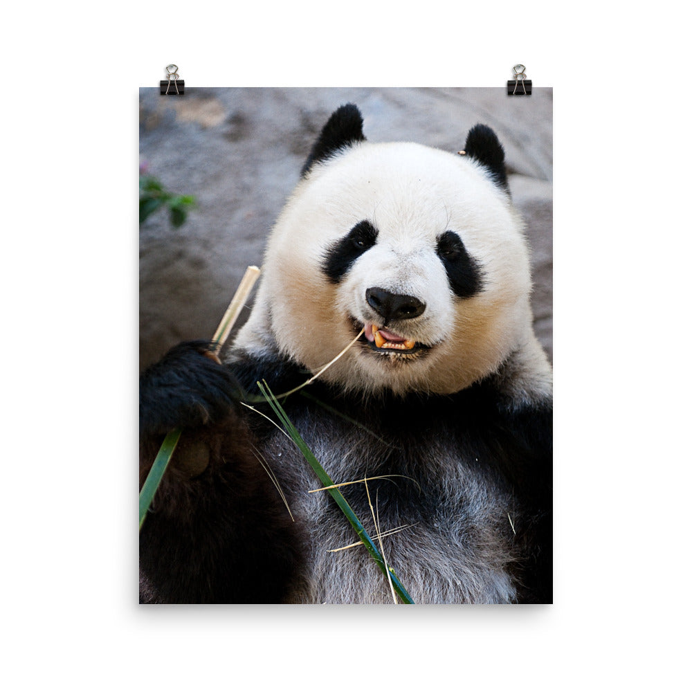 Beautiful Gicleé Poster - Happy Panda