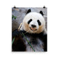Beautiful Gicleé Poster - Happy Panda