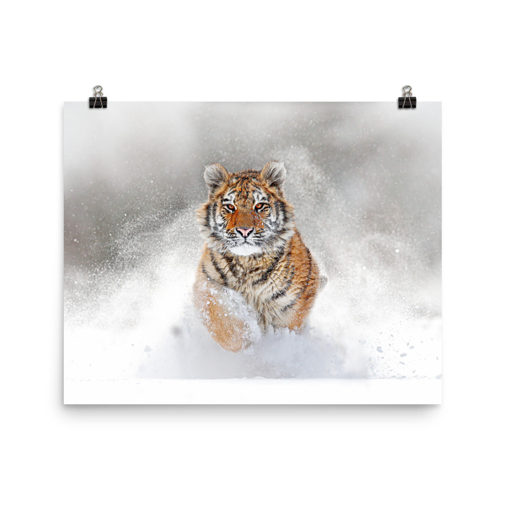 Beautiful Gicleé Poster - Tiger in the Snow