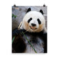 Beautiful Gicleé Poster - Happy Panda