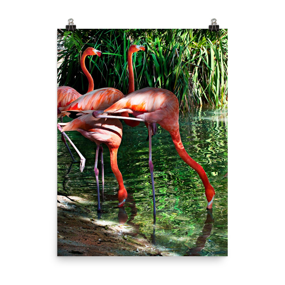Beautiful Gicleé Poster - Pink Flamingos