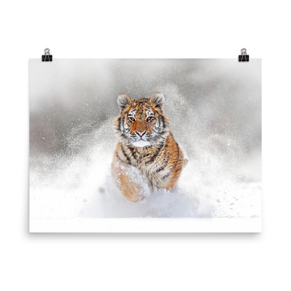 Beautiful Gicleé Poster - Tiger in the Snow
