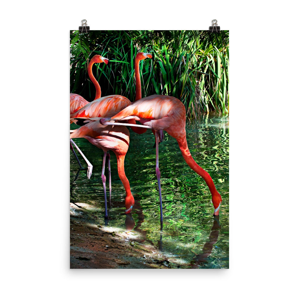 Beautiful Gicleé Poster - Pink Flamingos