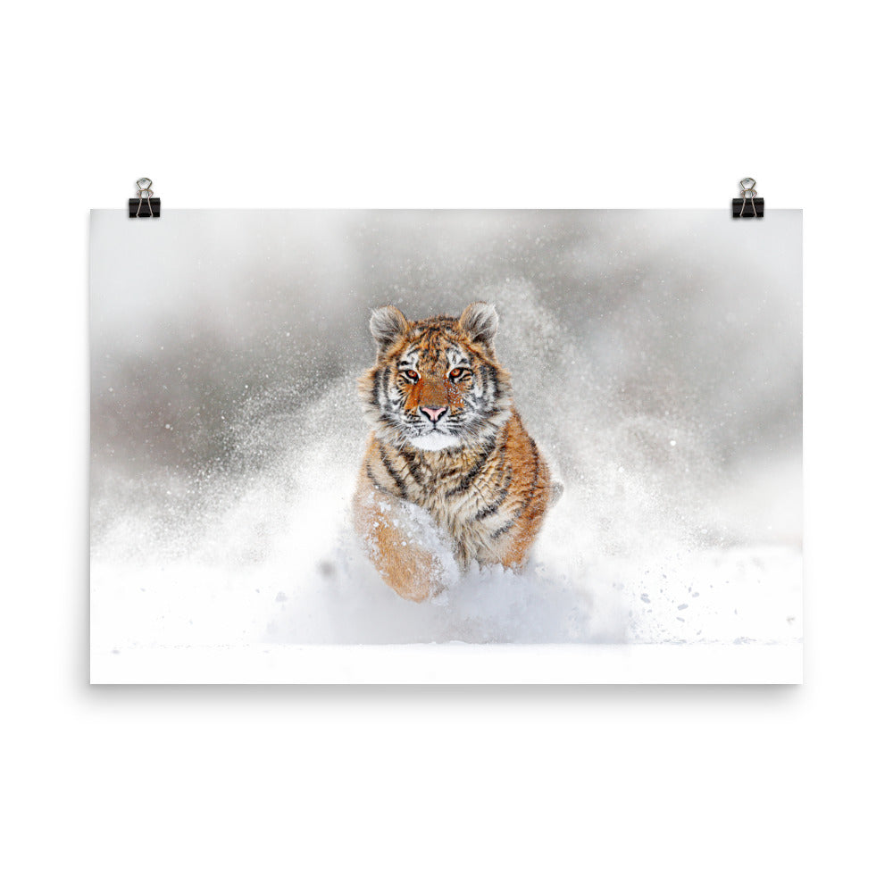 Beautiful Gicleé Poster - Tiger in the Snow