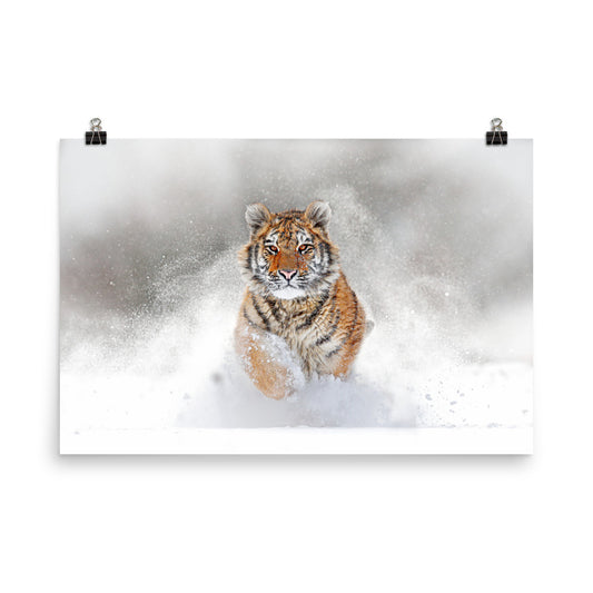 Beautiful Gicleé Poster - Tiger in the Snow