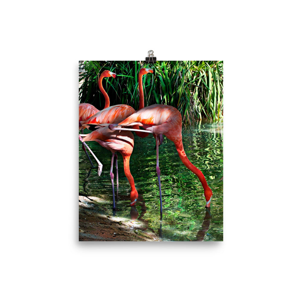 Beautiful Gicleé Poster - Pink Flamingos